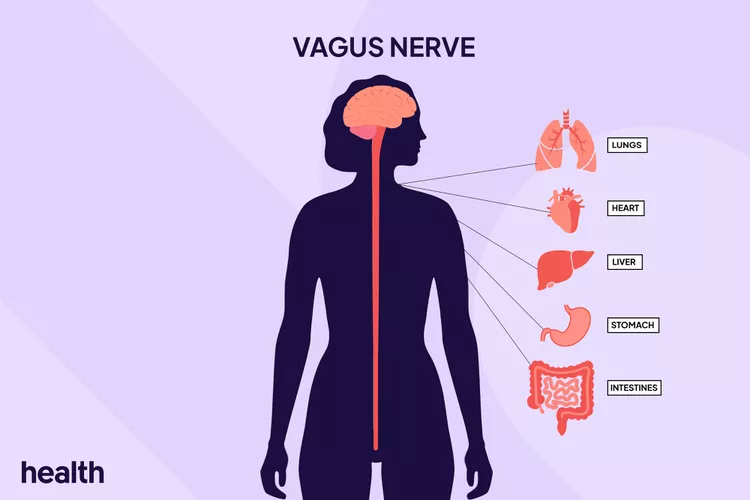 Polivagal Teori Nedir? Fonksiyonel Yaşam | Hülya Konar