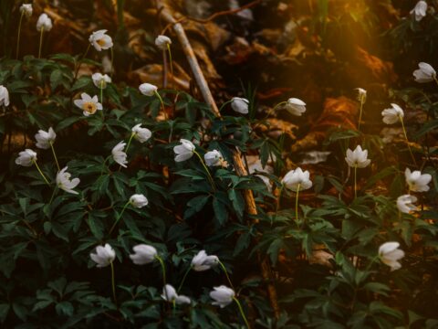 NİSAN 2026 - yeni ay planı - hülya konar - fonksiyonelyasam.com