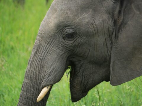 Kahkahanın Hafızası: Her Şeyi Dönüştürmek Zorunda mıyız? | Sevilay Acar - Fonksiyonel Yşam